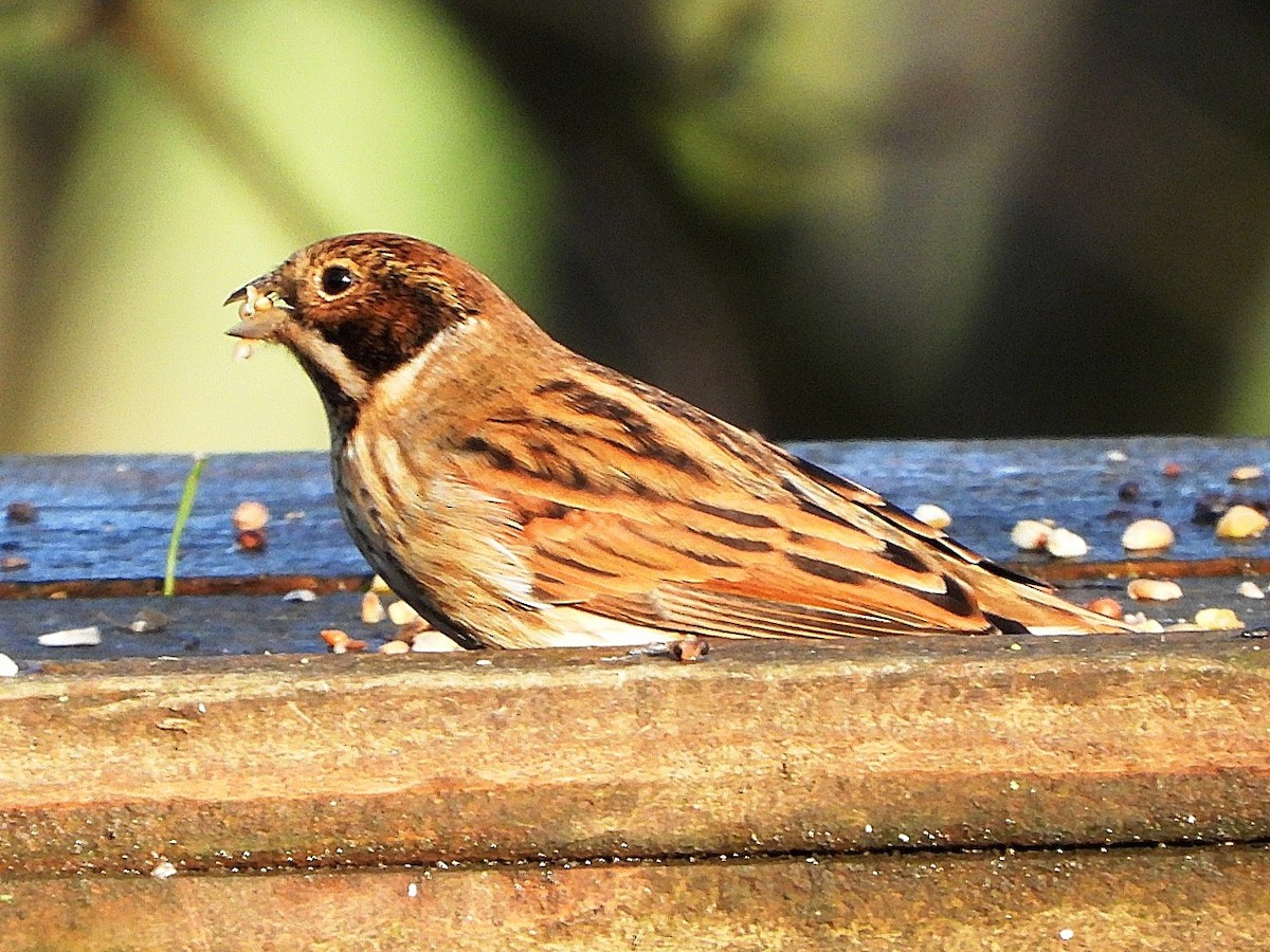 Reed Bunting - ML646845472