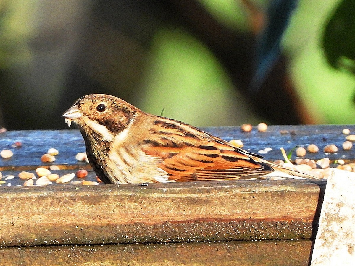 Reed Bunting - ML646845473