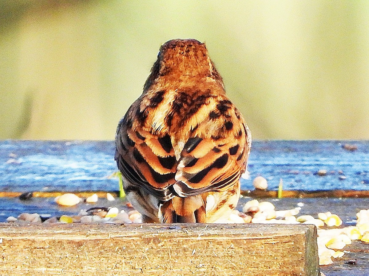 Reed Bunting - ML646845474