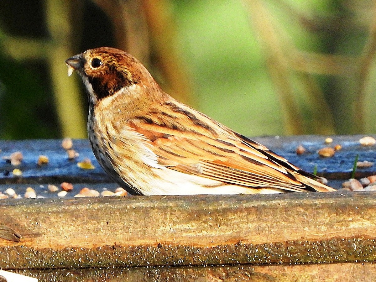 Reed Bunting - ML646845476