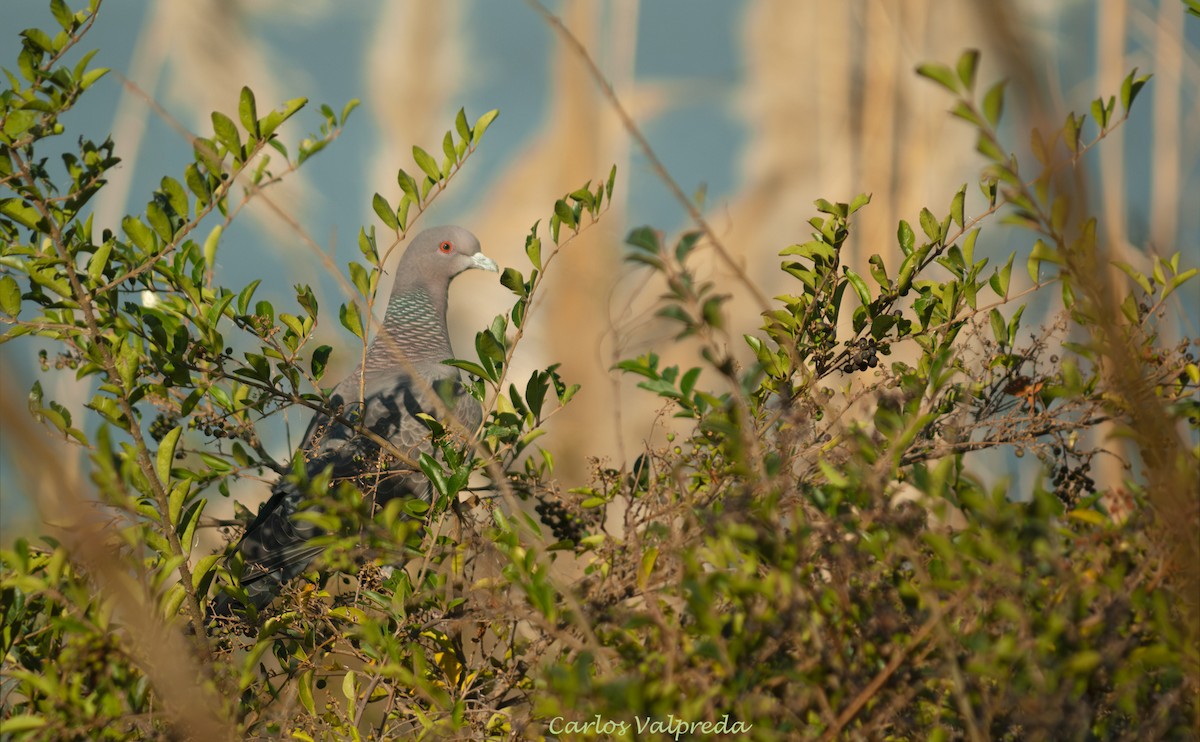 Picazuro Pigeon - ML646845477