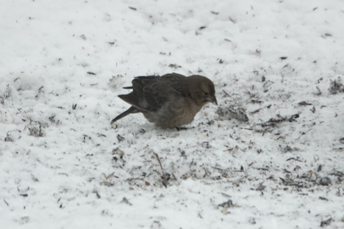 Brown-headed Cowbird - ML646845482