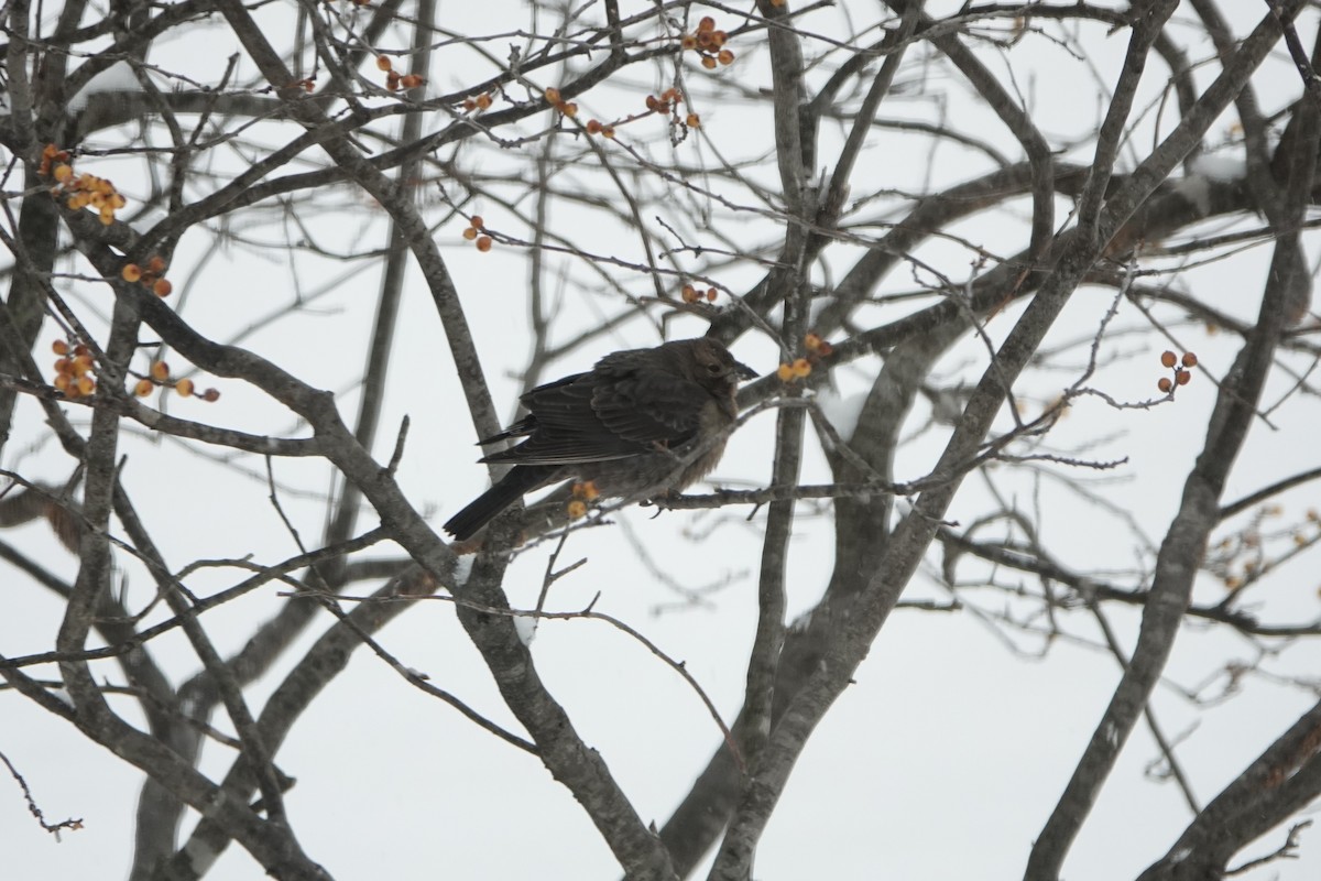 Brown-headed Cowbird - ML646845483
