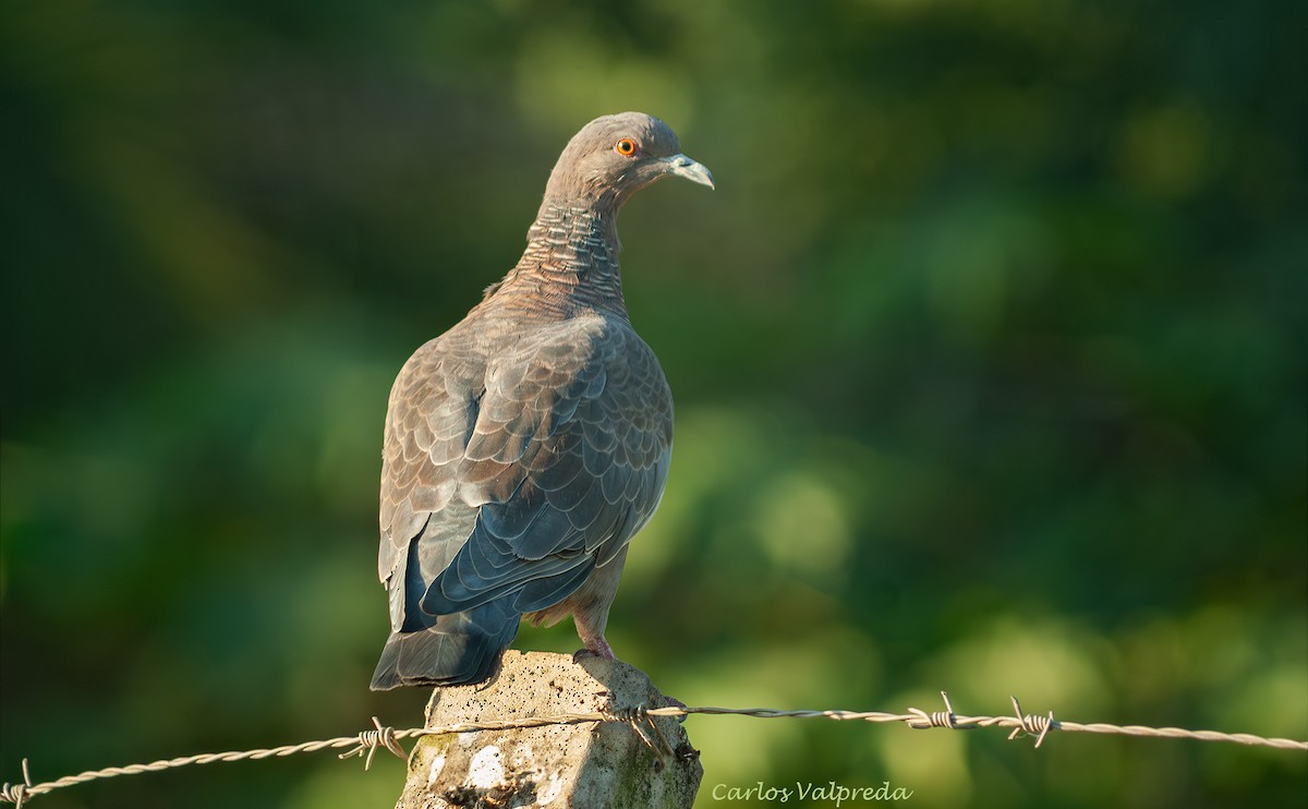Picazuro Pigeon - ML646845486