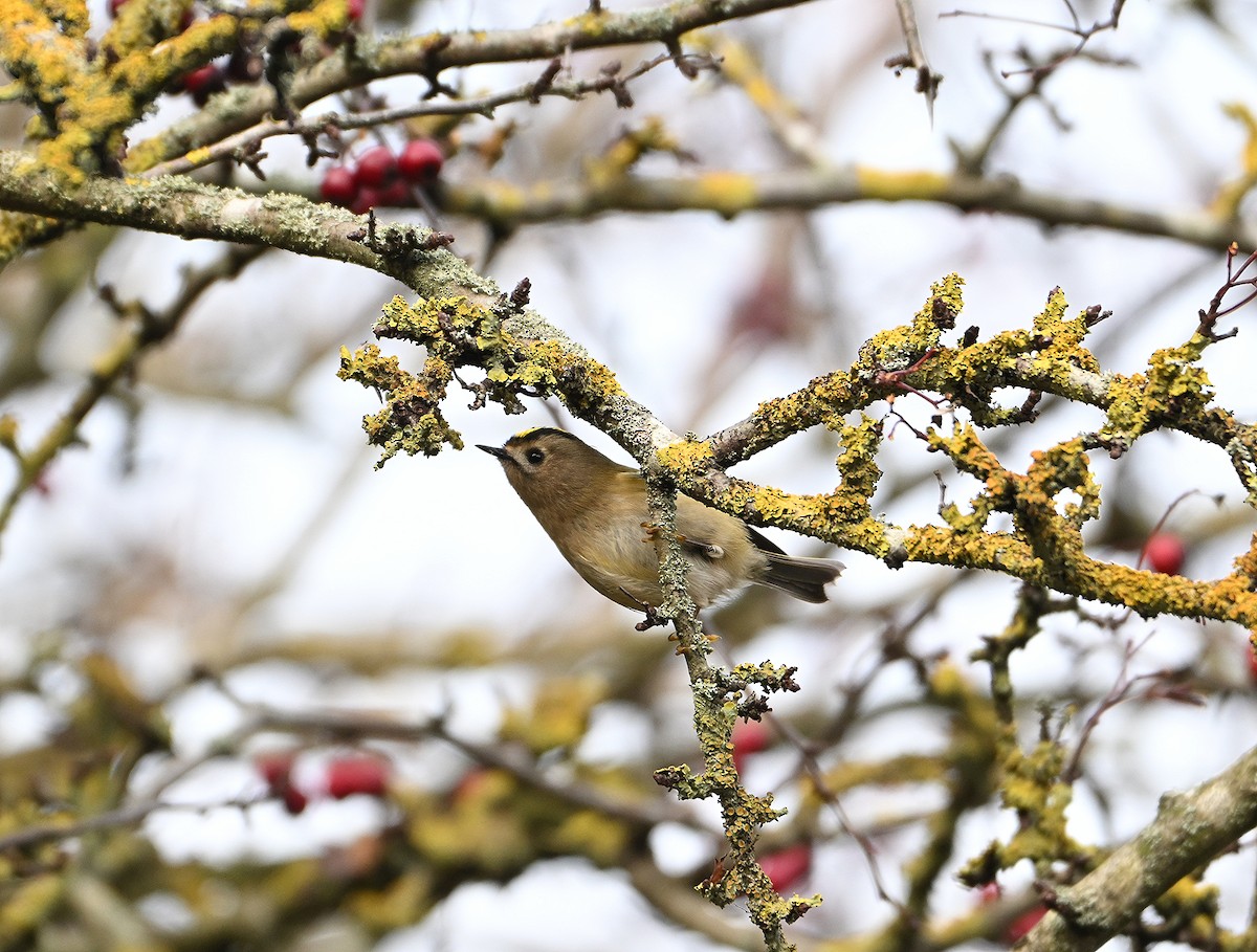 Goldcrest - ML646845487