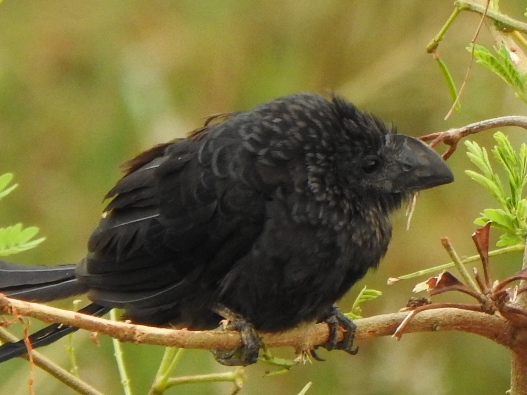 Smooth-billed Ani - ML646845489
