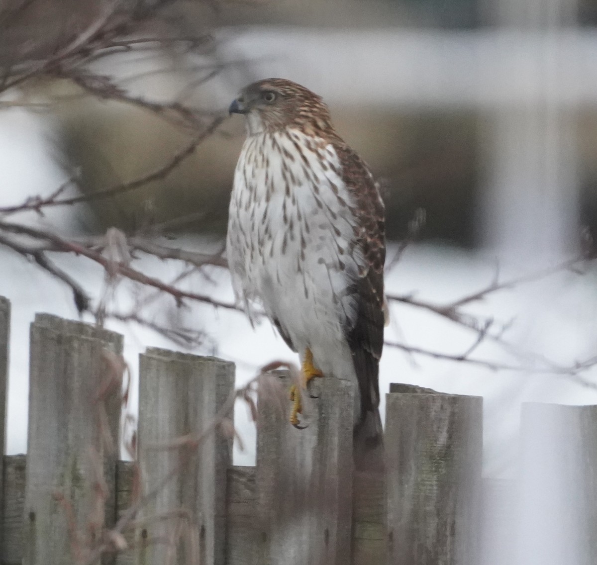 Cooper's Hawk - ML646845490