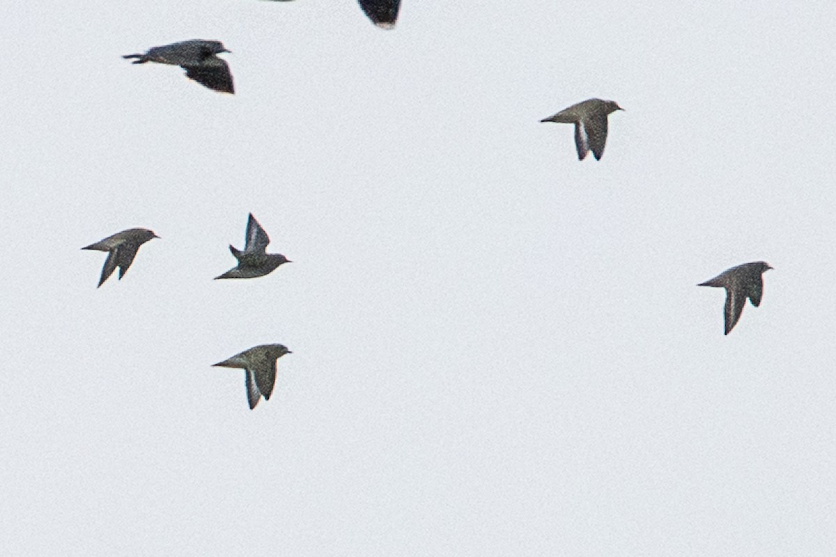 Сивка звичайна - ML646845495