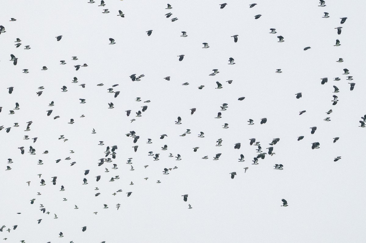 Сивка звичайна - ML646845496