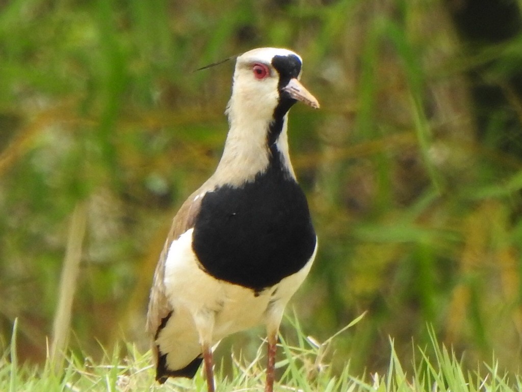 Southern Lapwing - ML646845499