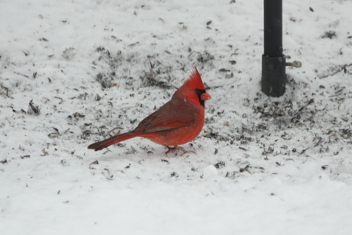 Northern Cardinal - ML646845503