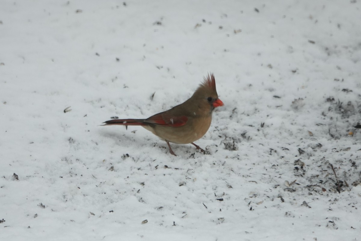 Northern Cardinal - ML646845504