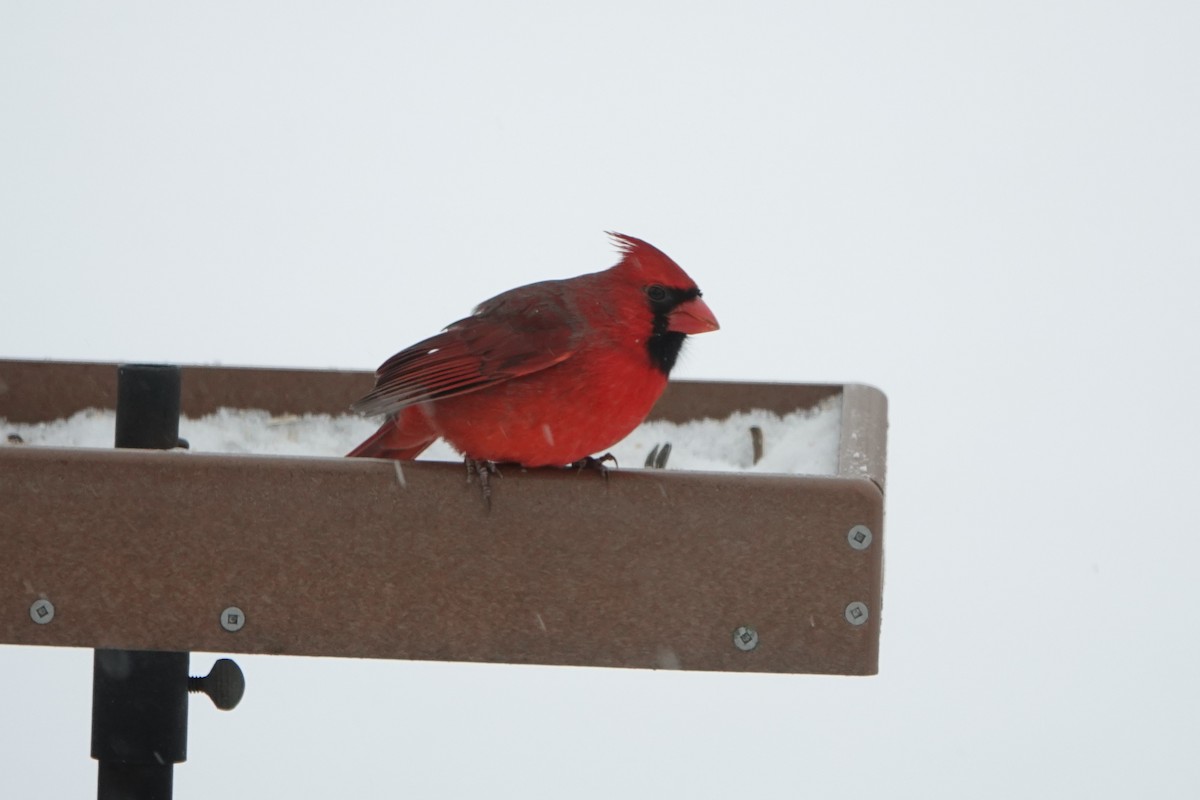 Northern Cardinal - ML646845505