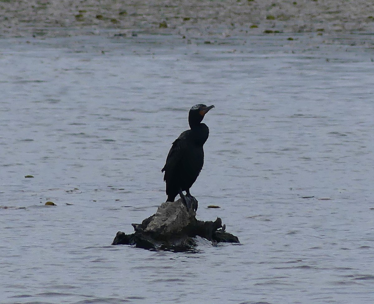 Double-crested Cormorant - ML646845506