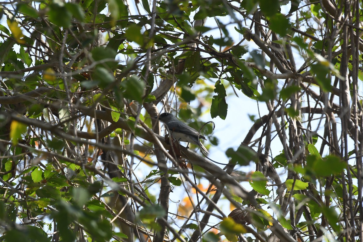 Indian Cuckooshrike - ML646845507