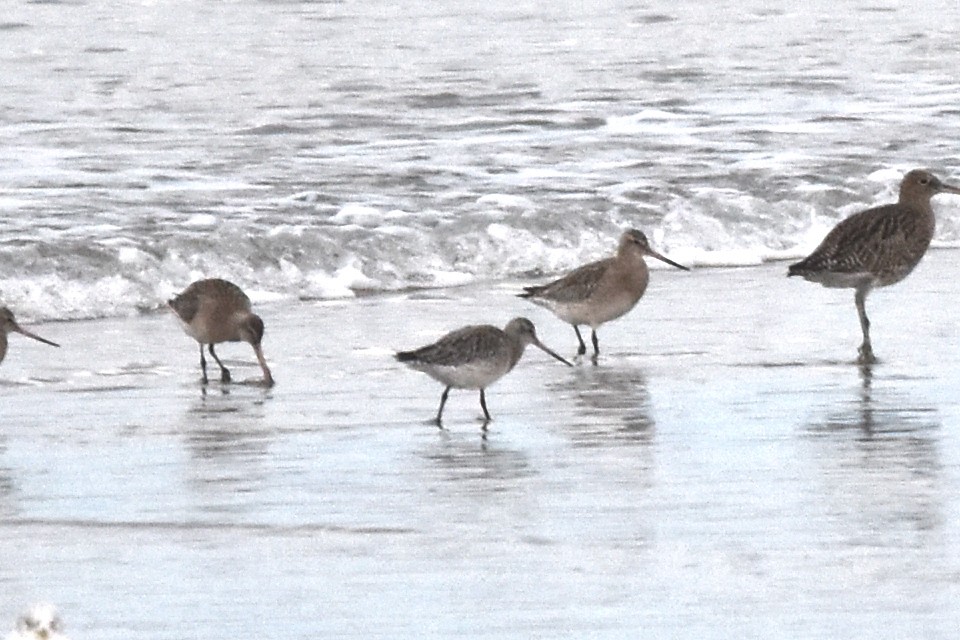 Aguja Colipinta - ML646845508