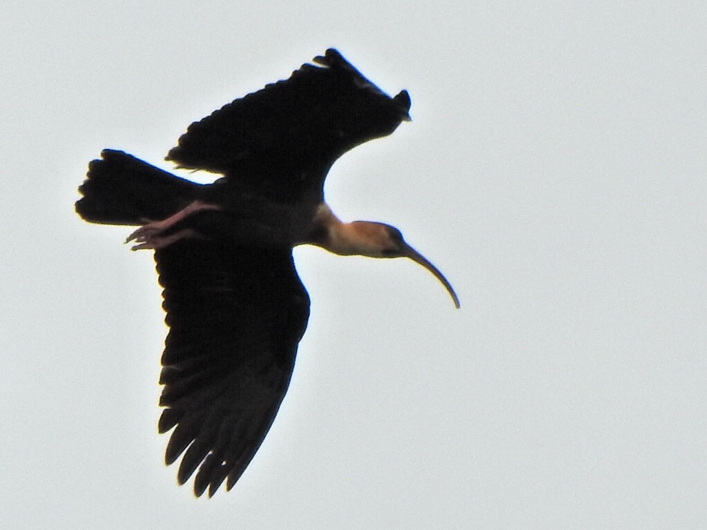 Buff-necked Ibis - ML646845515