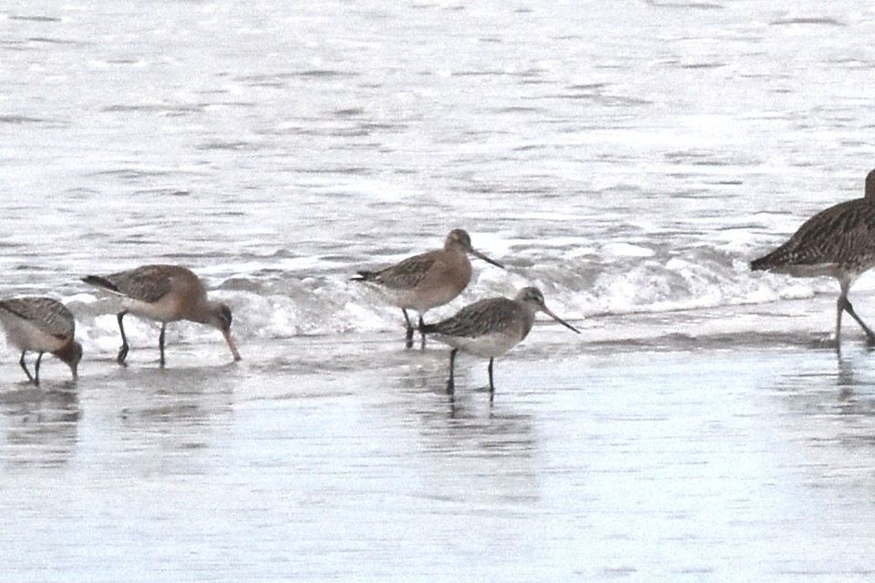 Aguja Colipinta - ML646845518