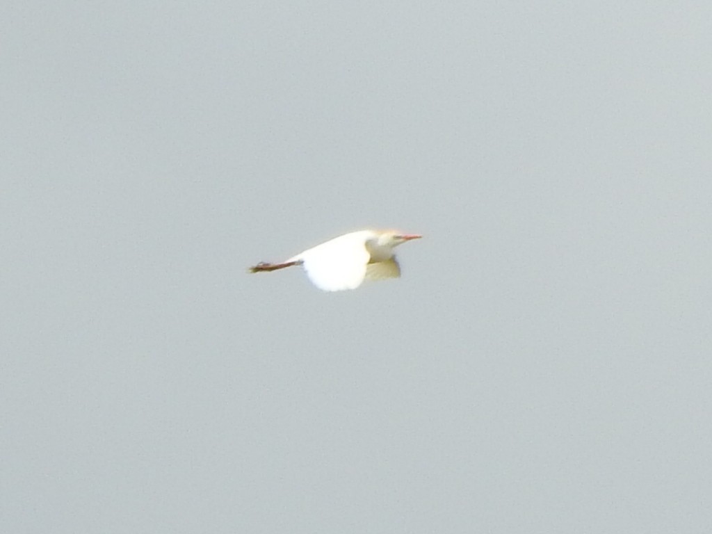 Western Cattle-Egret - ML646845521