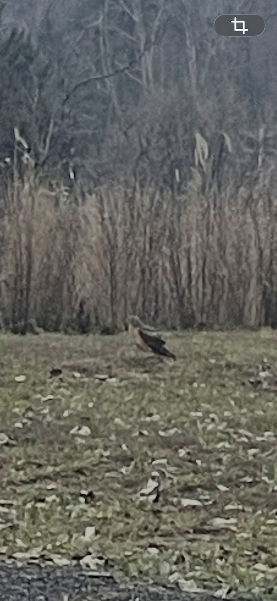 Лунь американський - ML646845522