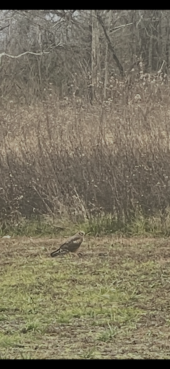 Лунь американський - ML646845523