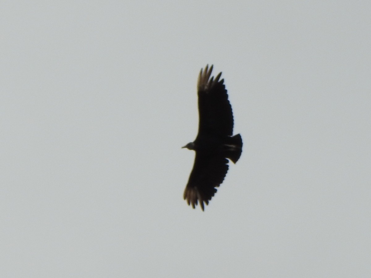 Black Vulture - ML646845524