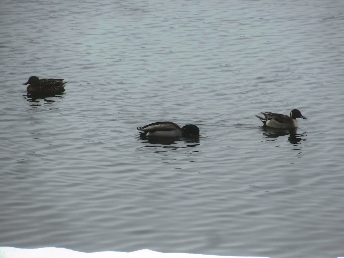 Ahate buztanluzea - ML646845526