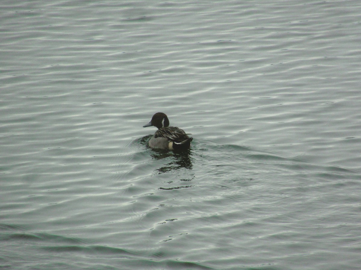 Ahate buztanluzea - ML646845527