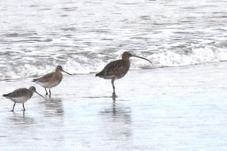 Zarapito Real - ML646845528