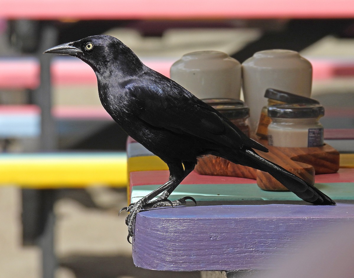 Carib Grackle - ML646845529