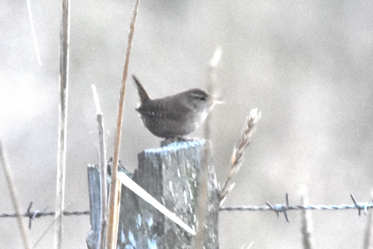 Chochín Paleártico - ML646845531