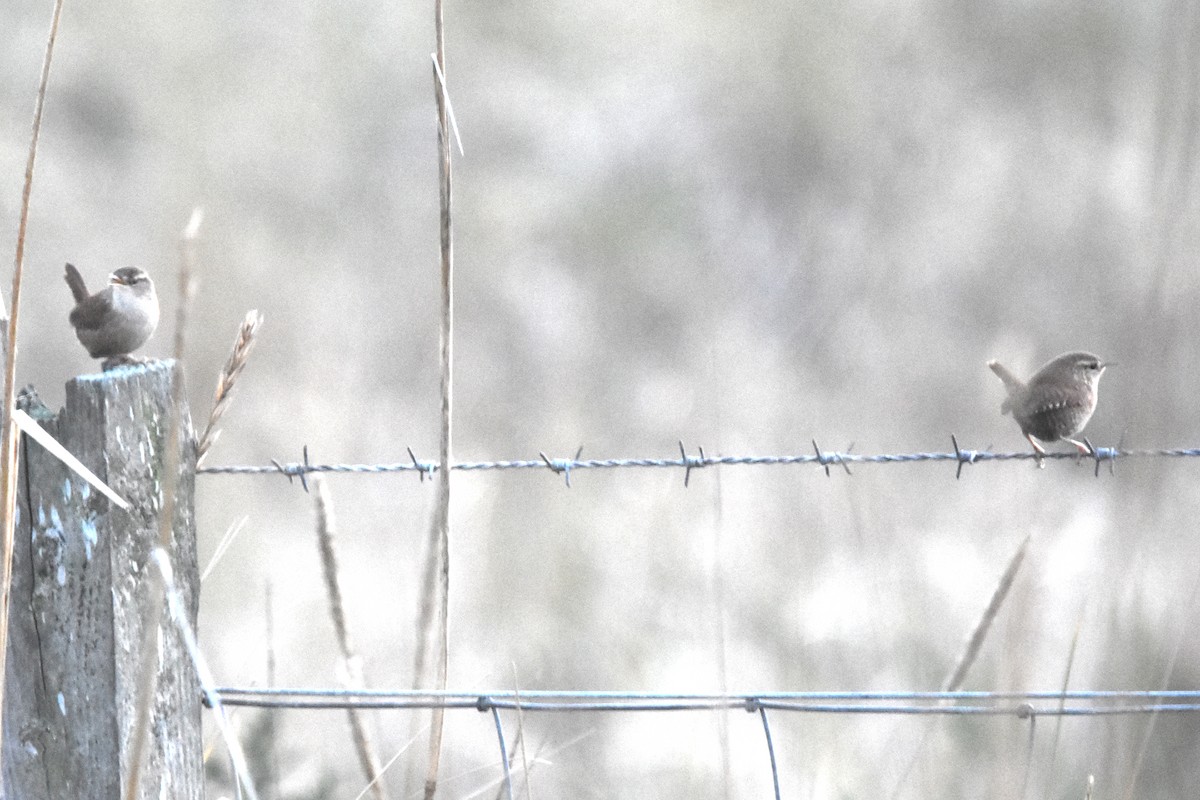 Chochín Paleártico - ML646845534