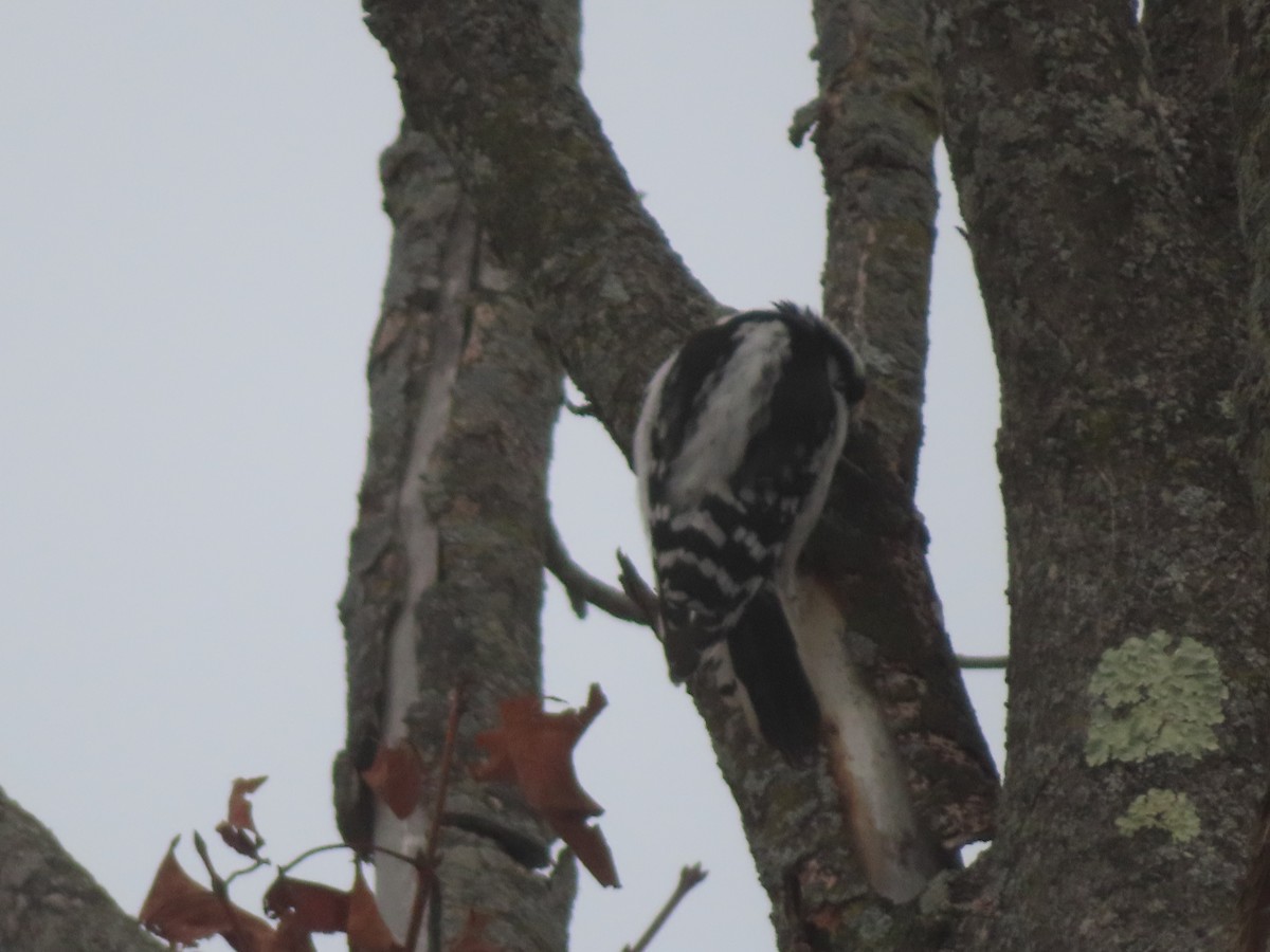 Downy Woodpecker - ML646845537