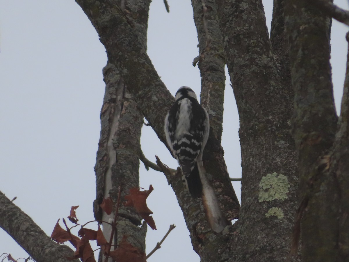 Downy Woodpecker - ML646845538