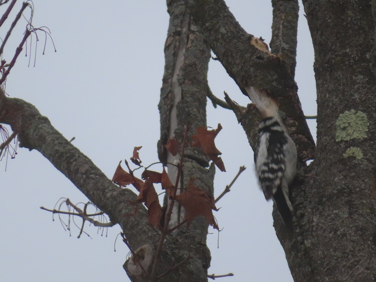 Downy Woodpecker - ML646845539