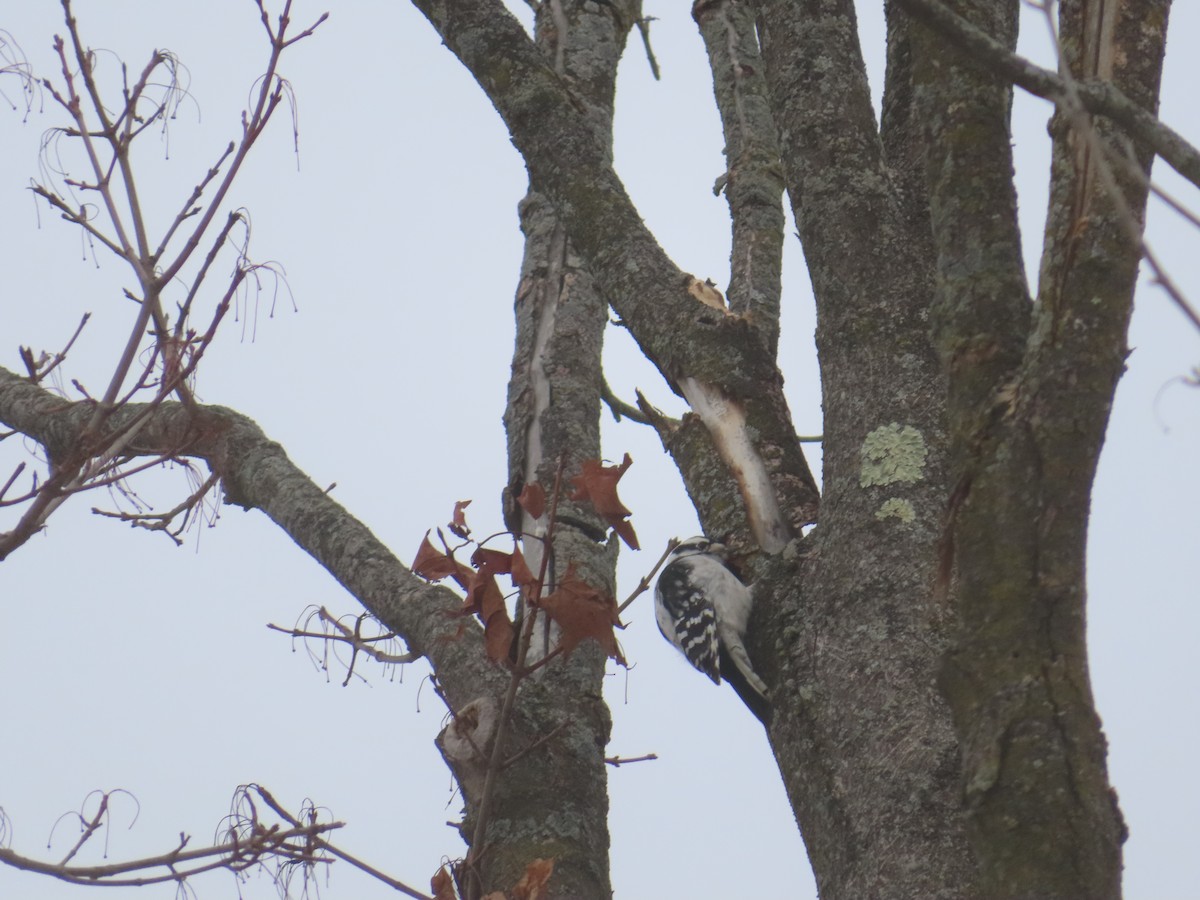 Downy Woodpecker - ML646845540