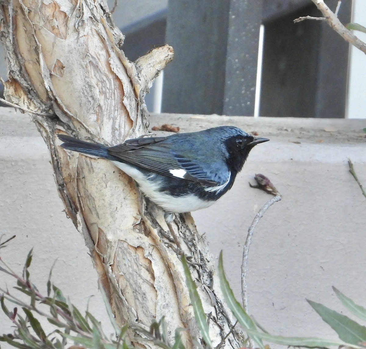 ノドグロルリアメリカムシクイ - ML646845541