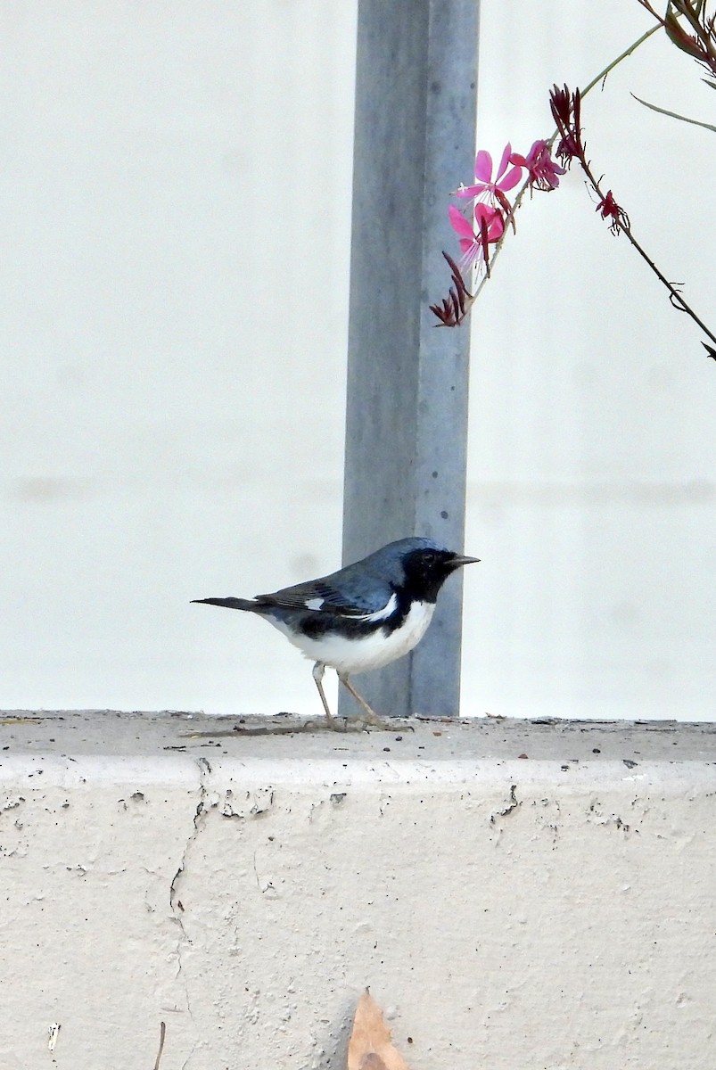 ノドグロルリアメリカムシクイ - ML646845542