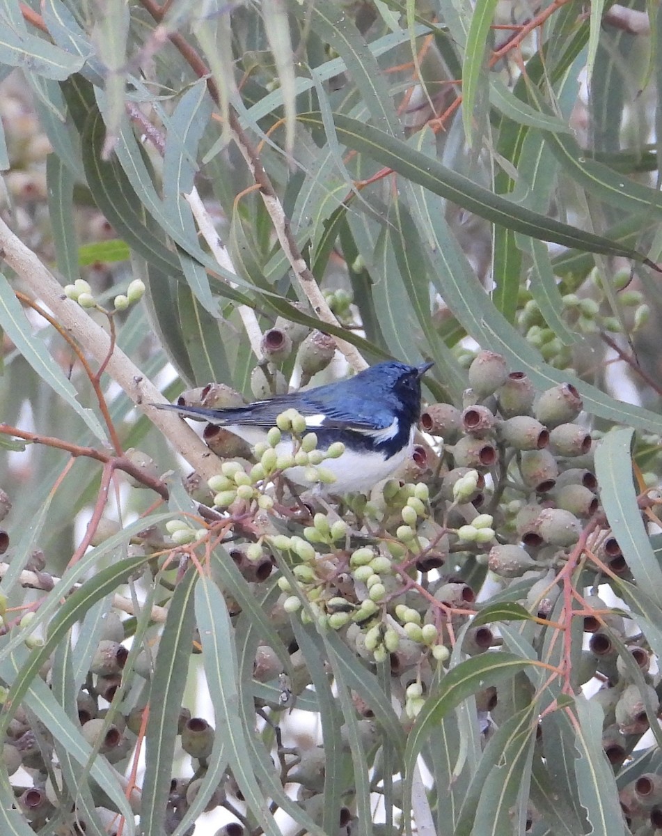 ノドグロルリアメリカムシクイ - ML646845543