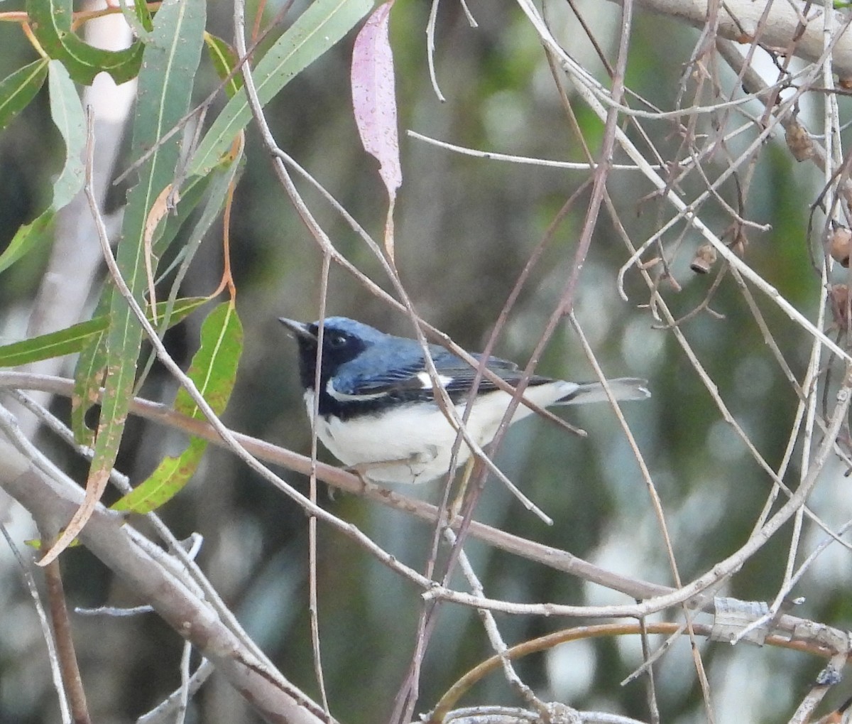 ノドグロルリアメリカムシクイ - ML646845544