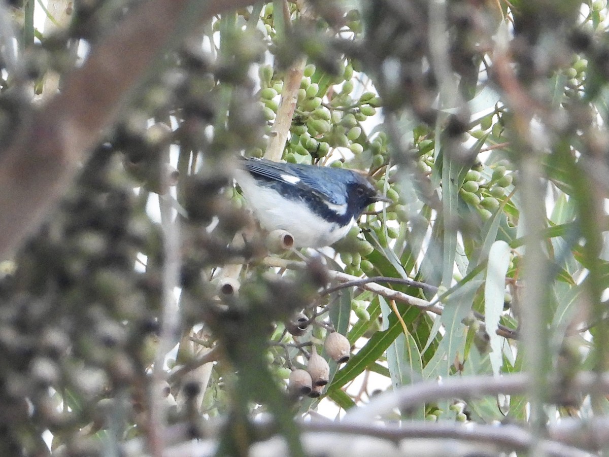 ノドグロルリアメリカムシクイ - ML646845545