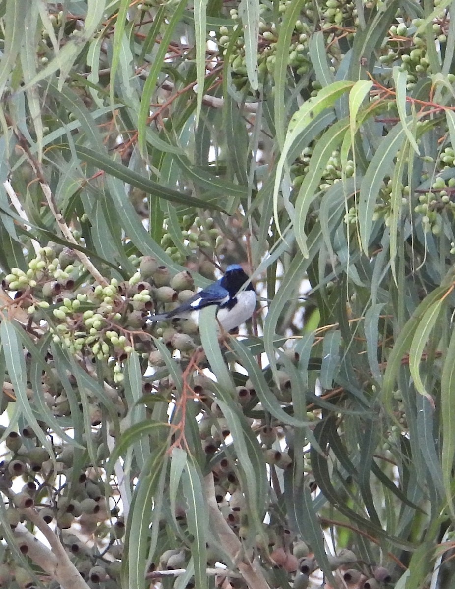 ノドグロルリアメリカムシクイ - ML646845546