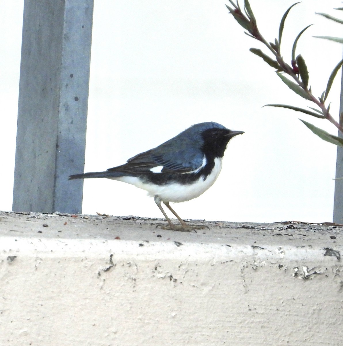 ノドグロルリアメリカムシクイ - ML646845547