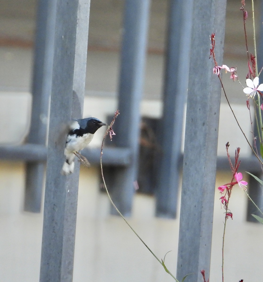 ノドグロルリアメリカムシクイ - ML646845548