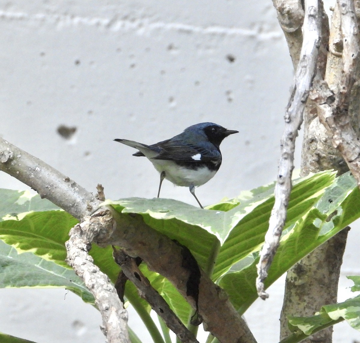 ノドグロルリアメリカムシクイ - ML646845549