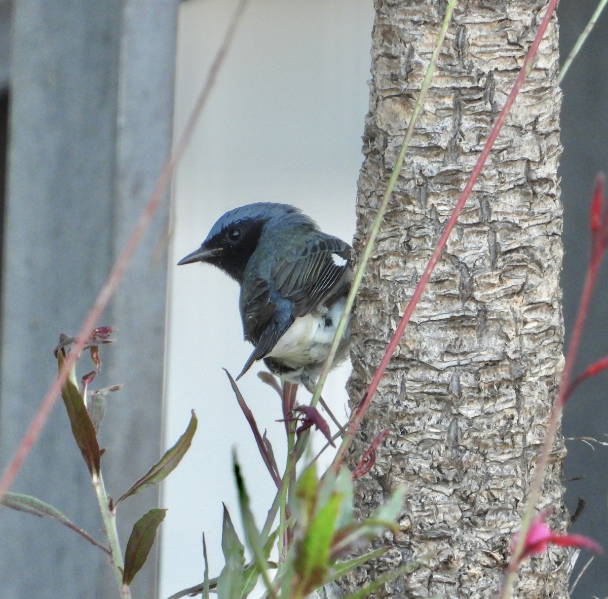 ノドグロルリアメリカムシクイ - ML646845550