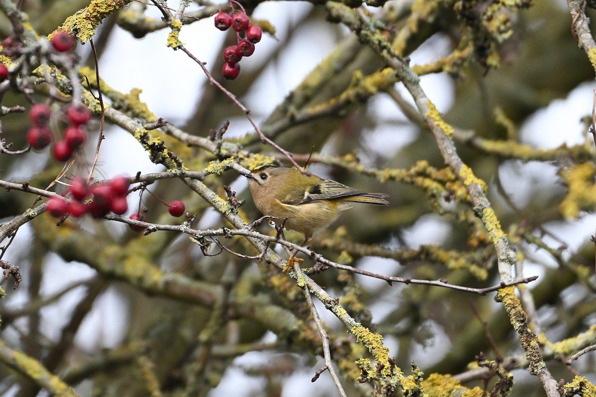 Goldcrest - ML646845551