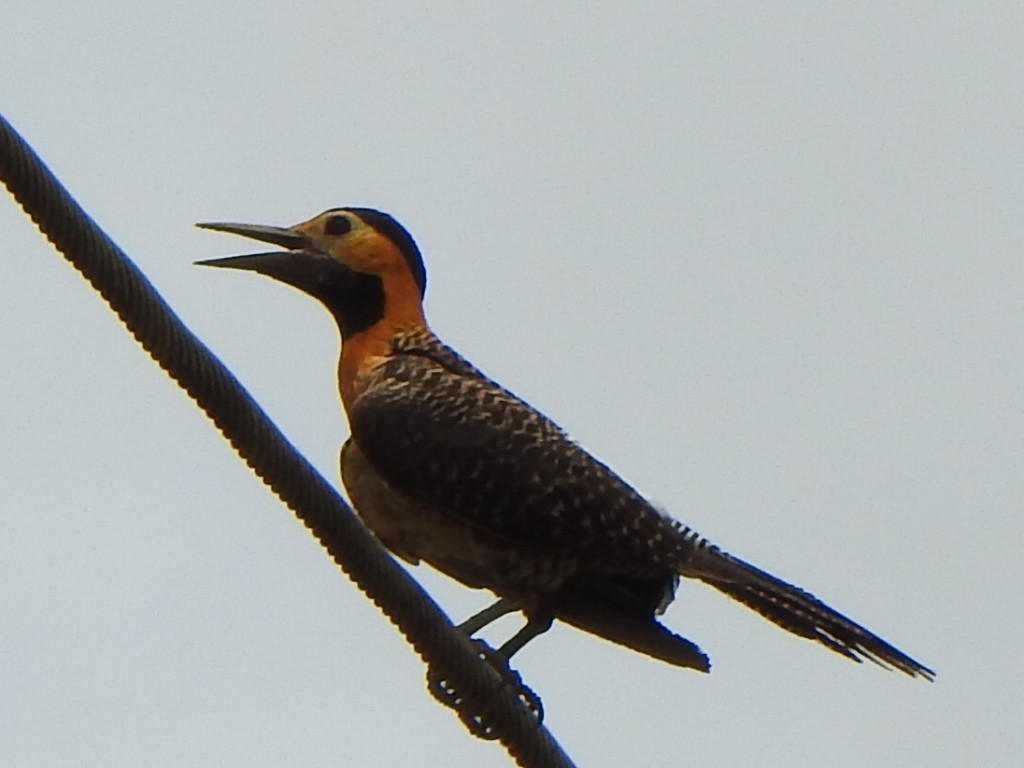 Campo Flicker - ML646845554