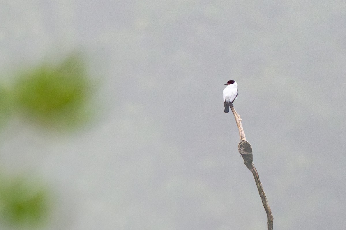 Black-tailed Tityra - ML646845559