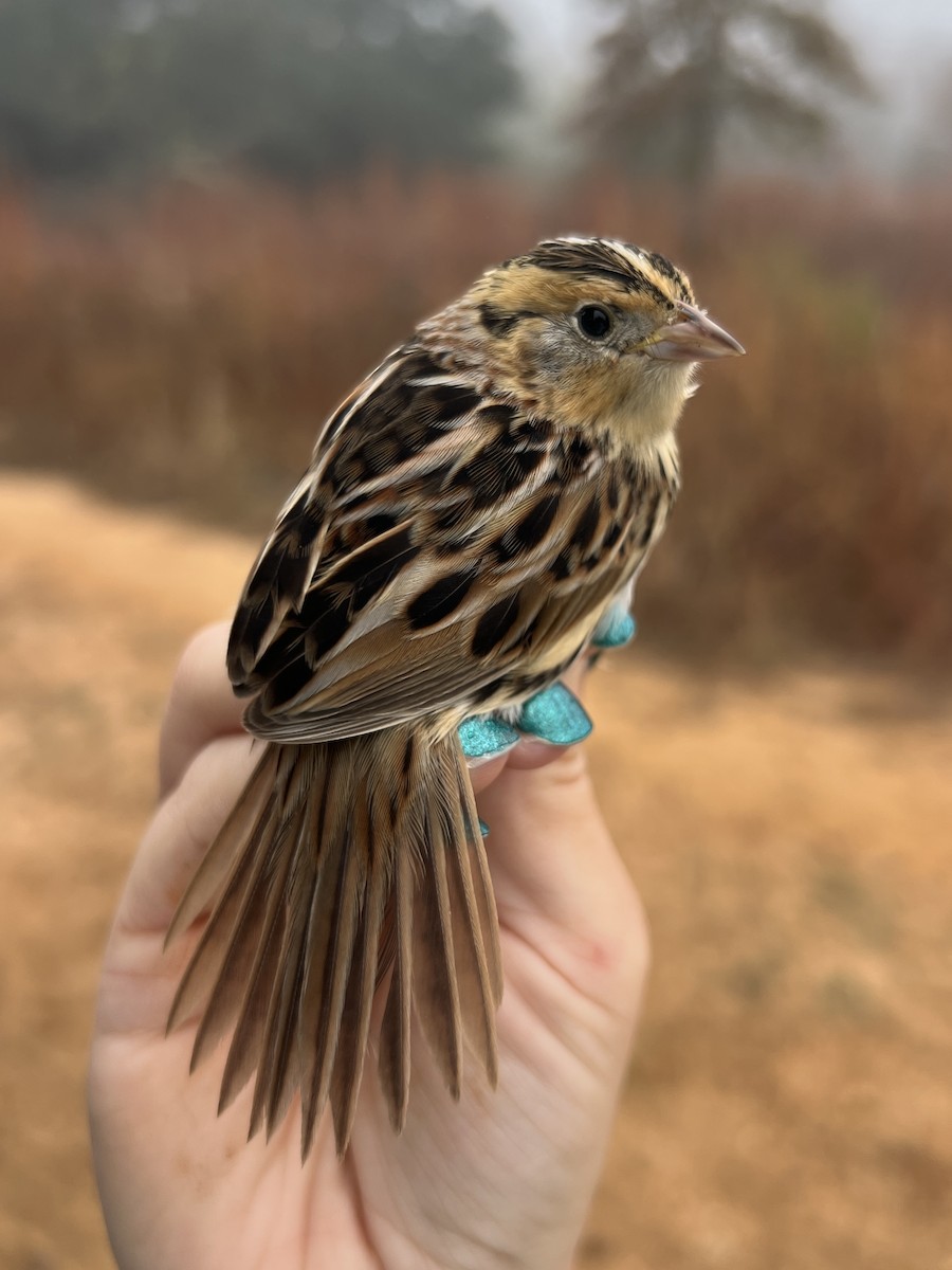 Leconteammer - ML646845561